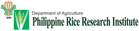 jackpot rice variety maturity|Philippine Rice Research Institute (PhilRice) ISSN 0117.